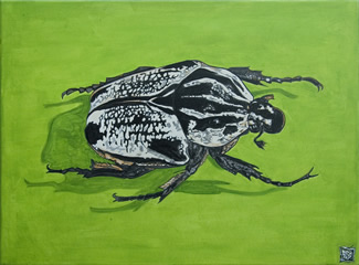 Bugs and Butterflies